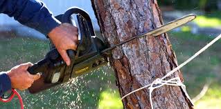 How Our Tree Care Process Works  in  Queens, NY
